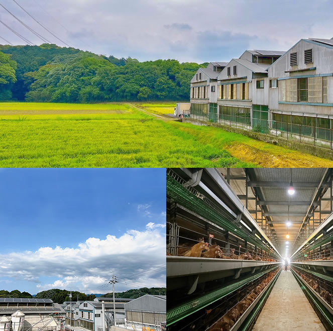 野上養鶏場